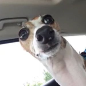 Meet your Posher, Snake